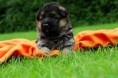 /album/fotogalerie-stenatka-leto-2017/a33384181-1020468888110037-3044999575115923456-n-jpg1/